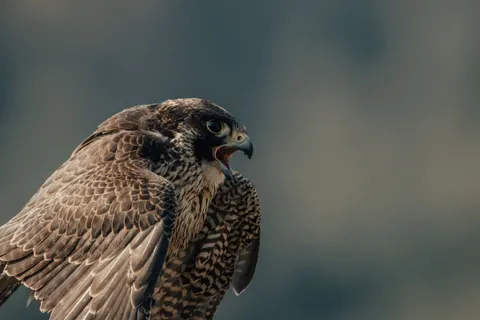 Flying Eagle 4K Wallpaper · birds · 3840×2560