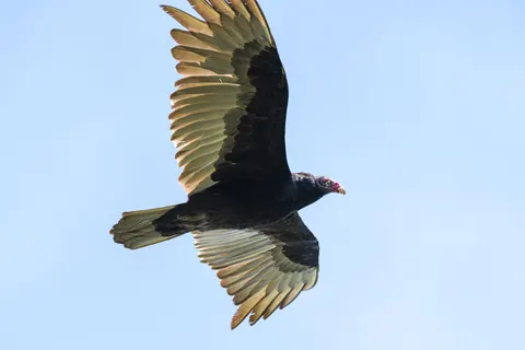 Flying Eagle 4K Wallpaper · birds · 3840×2560