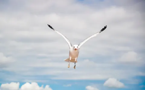 Flying Eagle 4K Wallpaper · birds · 3840×2374