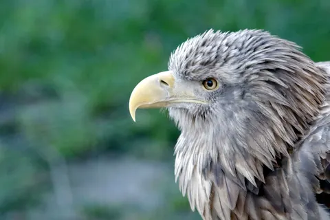 Обои Летящий орёл 4K · birds · 3840×2560