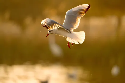 Flying Eagle 4K Wallpaper · birds · 3840×2560
