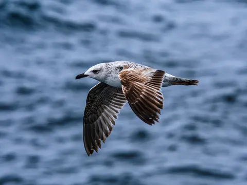 Flying Eagle 4K Wallpaper · birds · 3840×2880