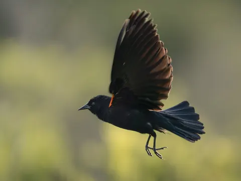 Flying Eagle 4K Wallpaper · birds · 3840×2880