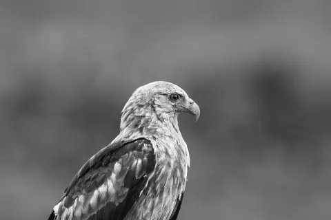 Flying Eagle 4K Wallpaper · birds · 3840×2560