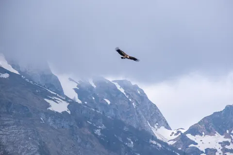Flying Eagle 4K Wallpaper · birds · 3840×2560
