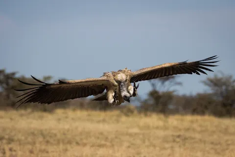 Flying Eagle 4K Wallpaper · birds · 3840×2560