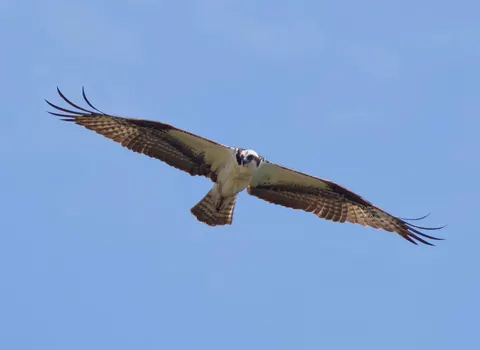 Flying Eagle 4K Wallpaper · birds · 3840×2804