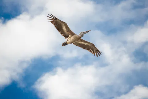 Fondo de pantalla Águila en vuelo 4K · birds · 3840×2560