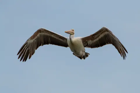 Flying Eagle 4K Wallpaper · birds · 3840×2560
