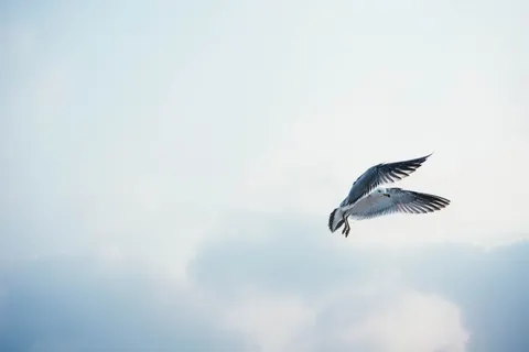 Flying Eagle 4K Wallpaper · birds · 3840×2561