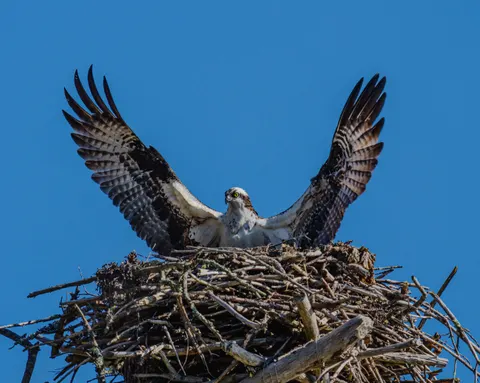 Flying Eagle 4K Wallpaper · birds · 3840×3072
