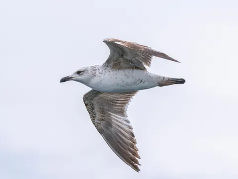 والپیپر عقاب در پرواز با کیفیت 4K · birds · 3840×2880