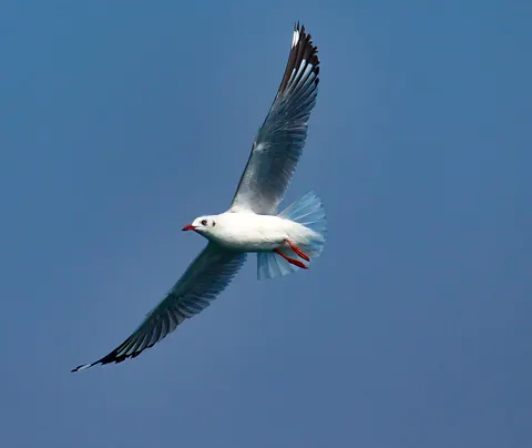 Flying Eagle 4K Wallpaper · birds · 3840×3238