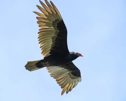 Flying Eagle 4K Wallpaper · birds · 3840×3072