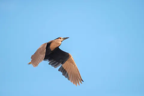 Flying Eagle 4K Wallpaper · birds · 3840×2563