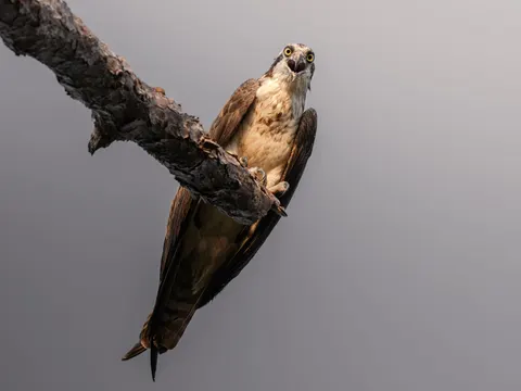 Flying Eagle 4K Wallpaper · birds · 3840×2880