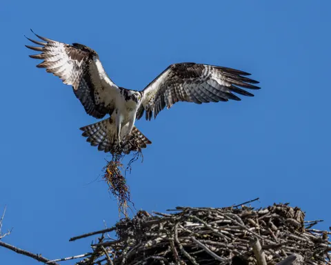 Flying Eagle 4K Wallpaper · birds · 3840×3072