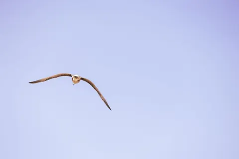Flying Eagle 4K Wallpaper · birds · 3840×2560