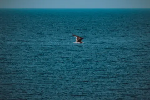 Flying Eagle 4K Wallpaper · birds · 3840×2560