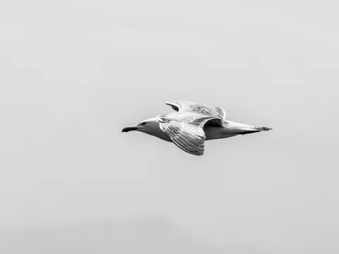 Flying Eagle 4K Wallpaper · birds · 3840×2880
