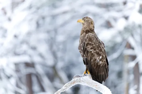 Flying Eagle 4K Wallpaper · birds · 3840×2560