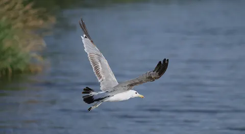 Flying Eagle 4K Wallpaper · birds · 3840×2108