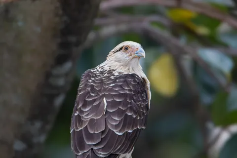 Flying Eagle 4K Wallpaper · birds · 3840×2560