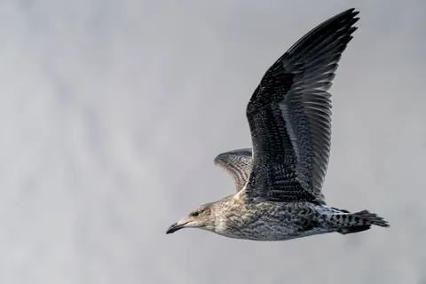 Flying Eagle 4K Wallpaper · birds · 3840×2560