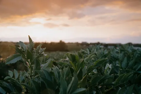 Countryside Field 4K Wallpaper · nature · 3840×2560