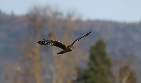 Flying Eagle 4K Wallpaper · birds · 3840×2272