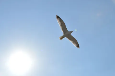 Flying Eagle 4K Wallpaper · birds · 3840×2553