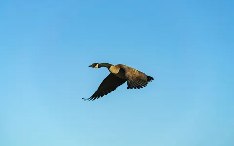 Flying Eagle 4K Wallpaper · birds · 3840×2398