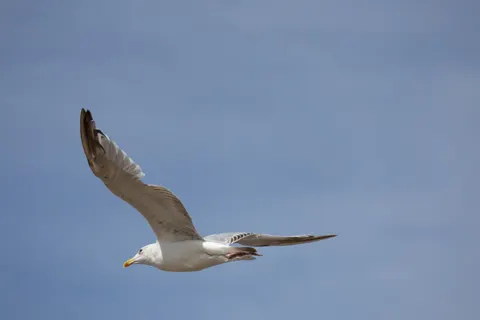 Flying Eagle 4K Wallpaper · birds · 3840×2560