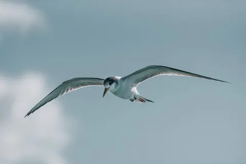 Flying Eagle 4K Wallpaper · birds · 3840×2563