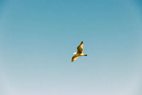 Flying Eagle 4K Wallpaper · birds · 3840×2560