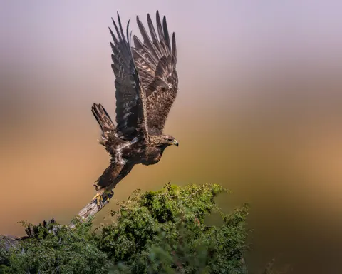 Обои Летящий орёл 4K · birds · 3840×3072