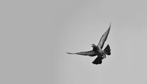 Flying Eagle 4K Wallpaper · birds · 3840×2191