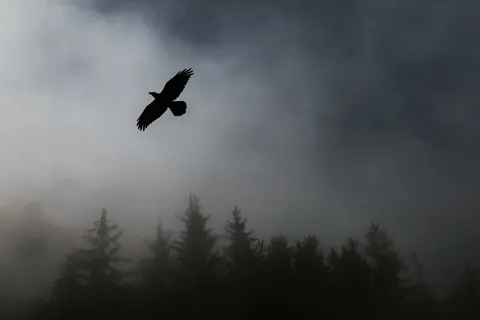 Flying Eagle 4K Wallpaper · birds · 3840×2561