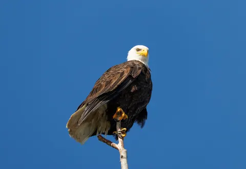 Flying Eagle 4K Wallpaper · birds · 3840×2631