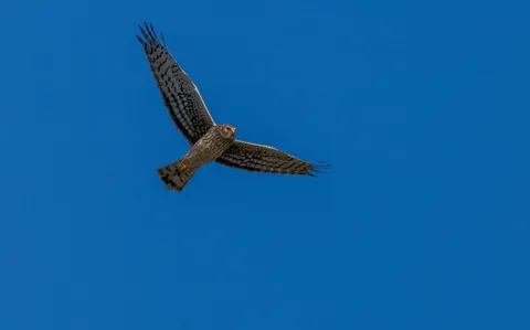 Flying Eagle 4K Wallpaper · birds · 3840×2397