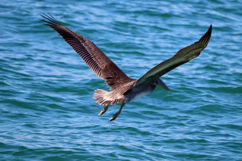 Fliegender Adler 4K Hintergrundbild · birds · 3840×2560