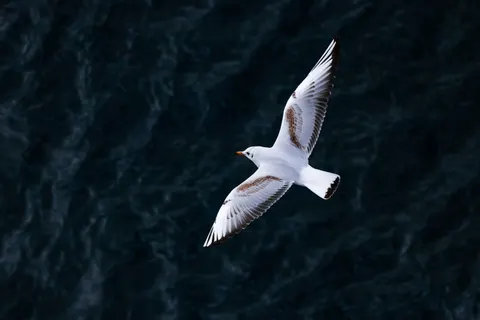 Flying Eagle 4K Wallpaper · birds · 3840×2560
