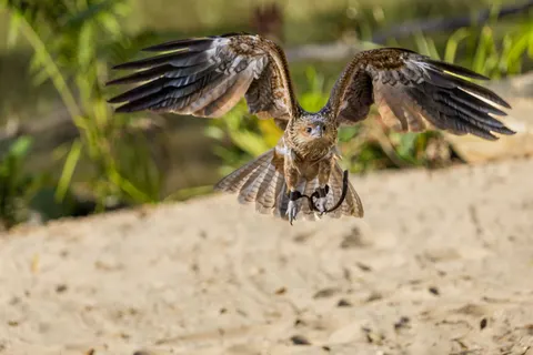 Flying Eagle 4K Wallpaper · birds · 3840×2560