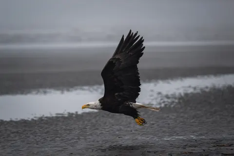 Flying Eagle 4K Wallpaper · birds · 3840×2560