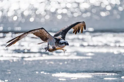 Flying Eagle 4K Wallpaper · birds · 3840×2560