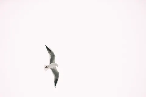 Flying Eagle 4K Wallpaper · birds · 3840×2560