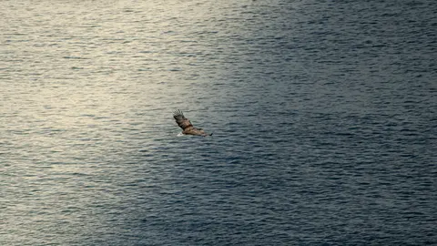 Flying Eagle 4K Wallpaper · birds · 3840×2160