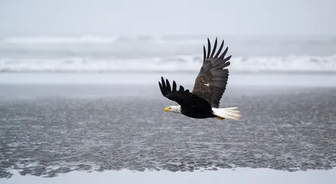 Flying Eagle 4K Wallpaper · birds · 3840×2117