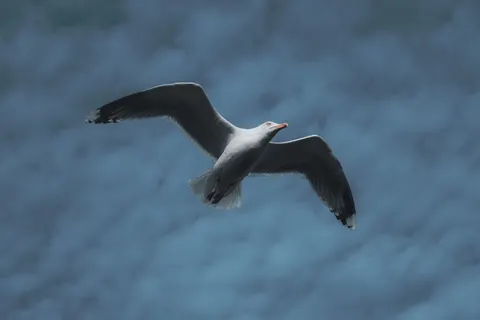 Flying Eagle 4K Wallpaper · birds · 3840×2560