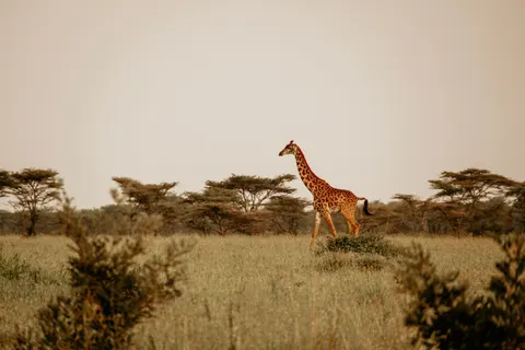 Sfondo Giraffa 4K · animals · 3840×2560